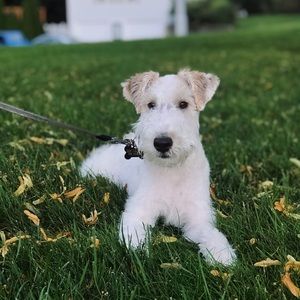 Meet your Posher, Rene